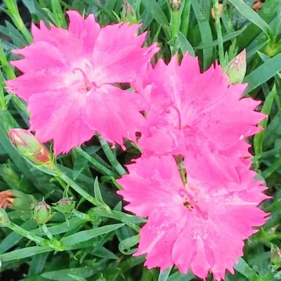 Dianthus Kahori®