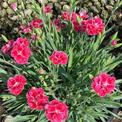 Dianthus Magenta Bicolor Pinks (Dianthus delilah 'Magenta Bicolor') - 1 gallon