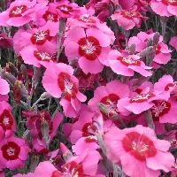 Dianthus 'Peppermint Star' - Image 2