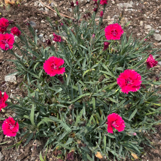 Dianthus Pinks (Dianthus 'Everbloom Red Delicious') - QT