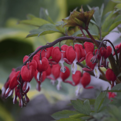 Dicentra 'Valentine'