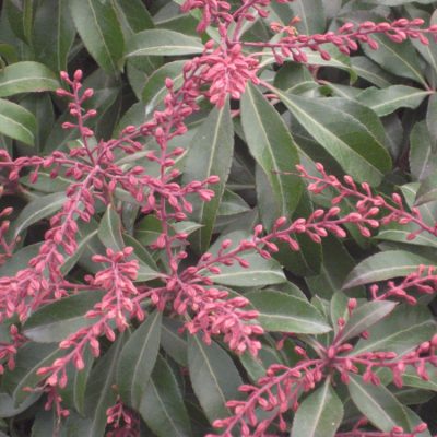 Dorothy Wycoff Andromeda (Pieris japonica 'Dorothy Wycoff') - 3 gallon 15"