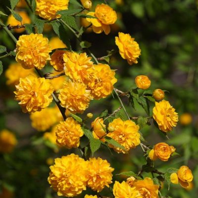 Double Flowered Japanese Rose (Kerria japonica 'Pleniflora') - QT