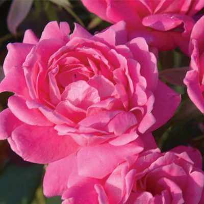 Double Pink Knock Out® Rose (Rosa K.O 'Radtkopink') - 2 gallon