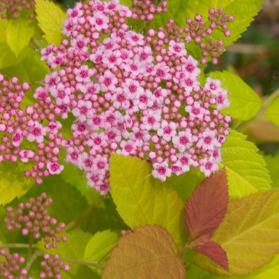 Double Play Big Bang® Spirea (Spiraea japonica 'Tracy') - 3 gallon 15"