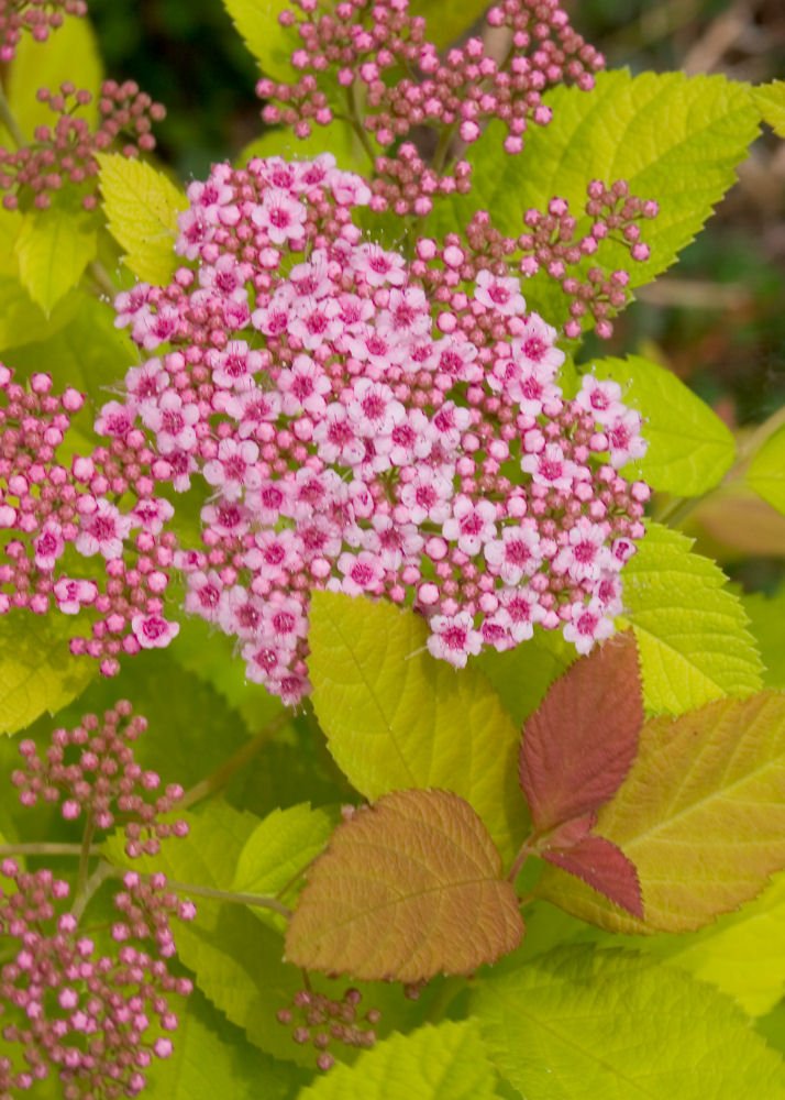 Double Play Big Bang® Spirea (Spiraea japonica 'Tracy') - 3 gallon 15"