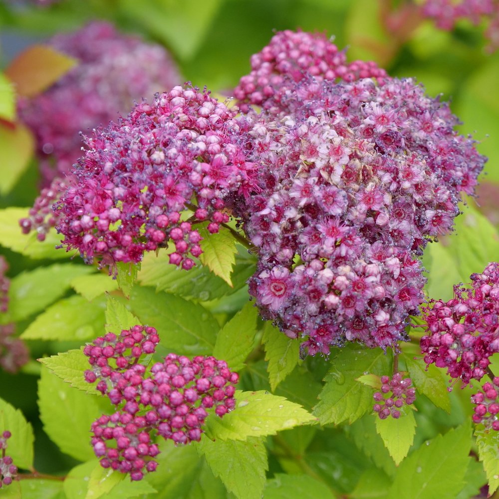 Double Play Dolly® Spirea (Spiraea JAP 'Dbl Play Dolly') - 2 gallon 10"