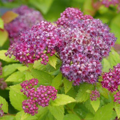 Double Play Dolly® Spirea (Spiraea JAP 'Dbl Play Dolly') - 2 gallon 10"