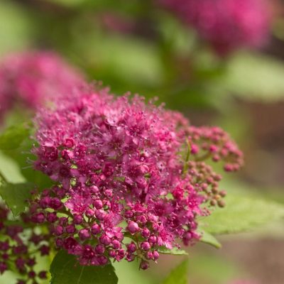 Double Play® Gold Spirea (Spiraea japonica 'Yan') - 2 gallon 10"
