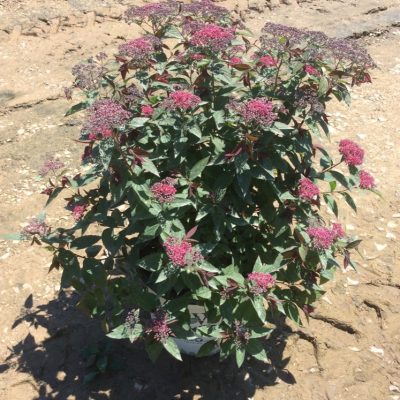 Double Play® Red Spirea (Spiraea JAP 'Dbl Play Red') - QT