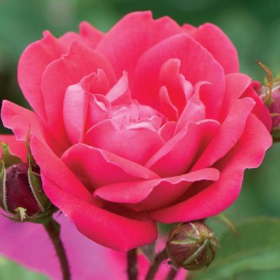 Double Red Knock Out® Rose (Rosa x Double Red Knock Out®) - 1 gallon