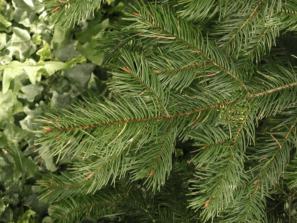 Douglas Fir (Pseudotsuga menziesii) - 3 gallon