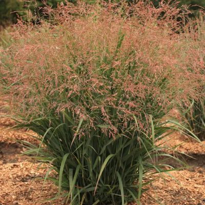 Dream Catcher® Smoky Rose® Switchgrass (Panicum virgatum ‘Dream Catcher Smoky Rose’) - QT