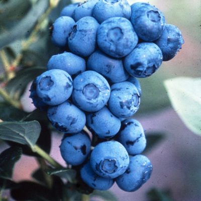 Duke Highbush Blueberry (Vaccinium corymbosum 'Duke') - 3 gallon