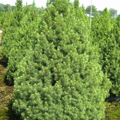 Dwarf Alberta Spruce (Picea glauca 'Conica') - 3 gallon 24"