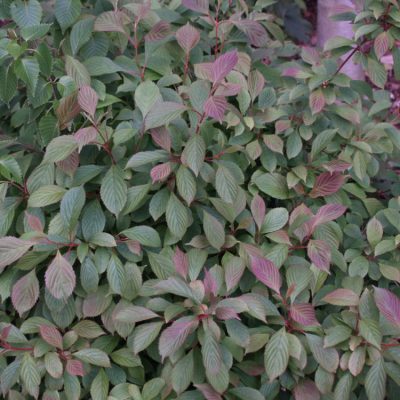 Dwarf Fragrant Viburnum (Viburnum farreri 'Nanum') - 3 gallon 15"