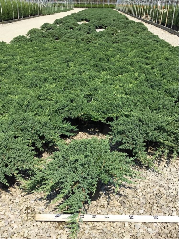 Dwarf Japanese Garden Juniper (Juniperus chinensis 'Nana') - 1 gallon 6"