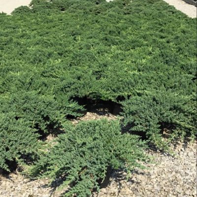 Dwarf Japanese Garden Juniper (Juniperus chinensis 'Nana') - 3 gallon 15"