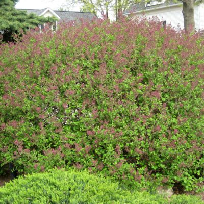 Dwarf Korean Lilac (Syringa meyeri 'Palibin') - 3 gallon 12"
