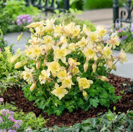EarlyBird™ Yellow Columbine (Aquilegia 'Earlybird Yellow') - 1 gallon