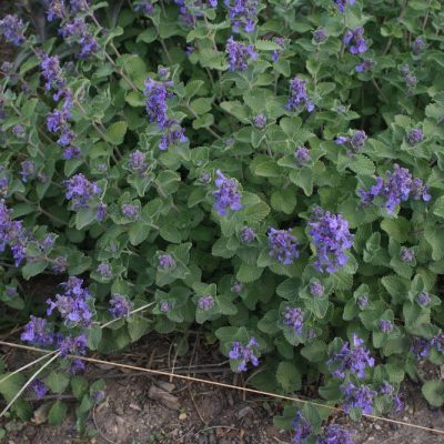Early Bird Catmint (Nepeta 'Early Bird') - 1 gallon