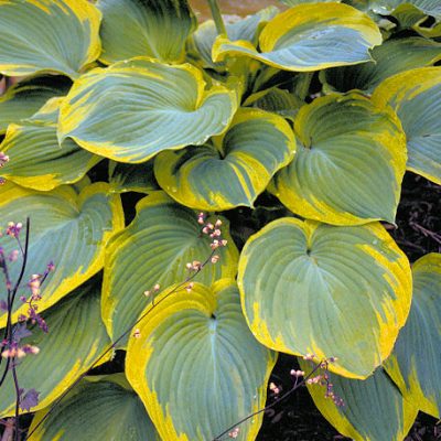 Earth Angel Plantain Lily (Hosta earth 'Earth Angel') - 1 gallon