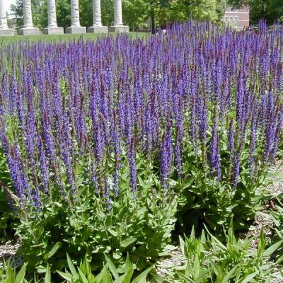 East Friesland Meadow Sage (Salvia nemorosa 'East Friesland') - 1 gallon