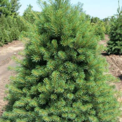 Eastern White Pine (Pinus strobus) - 3 gallon 18"