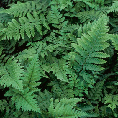 Eastern Wood Fern (Dryopteris 'Easternwood') - 1 gallon