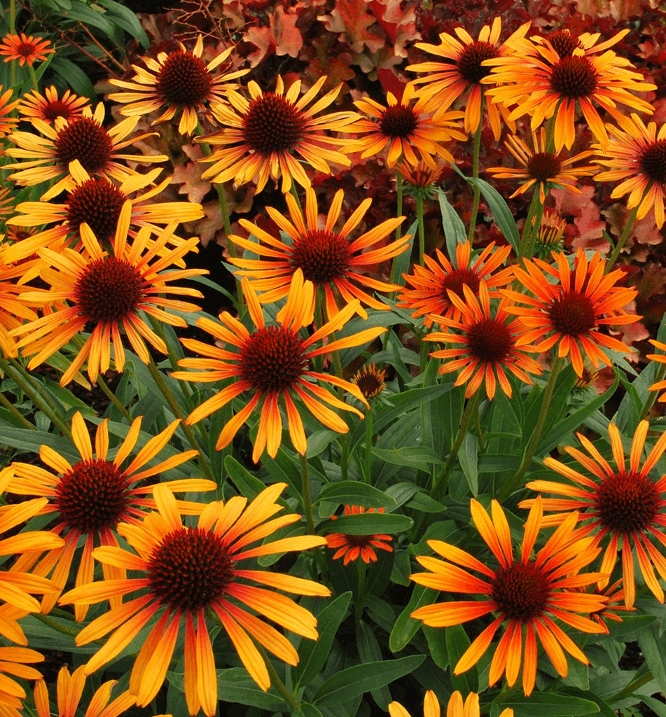 Echinacea 'Flame Thrower' - Image 2