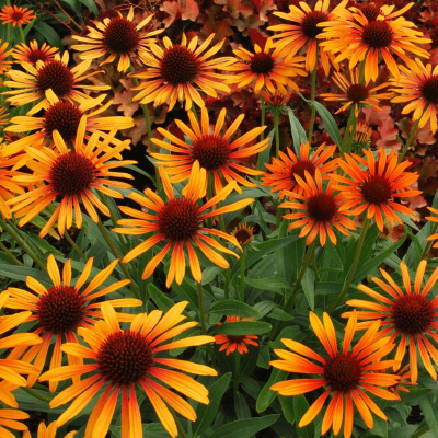 Echinacea 'Flame Thrower'