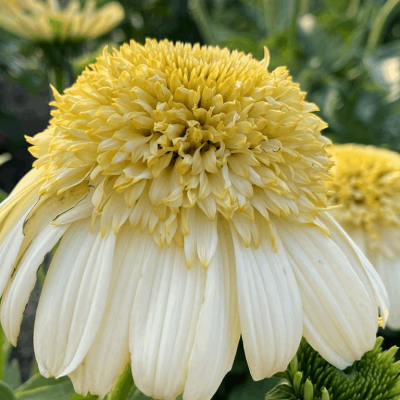 Echinacea 'Fried Egg'