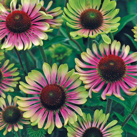 Echinacea Green Twister Coneflower (Echinacea purpurea 'Green Twister') - 1 gallon