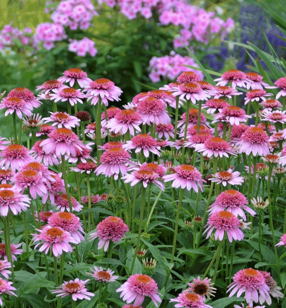 Echinacea p. 'Butterfly Kisses' - Image 2