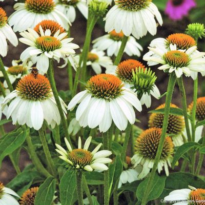 Echinacea p. 'PowWow White'