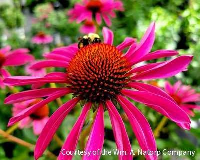 Echinacea p. 'Ruby Star'