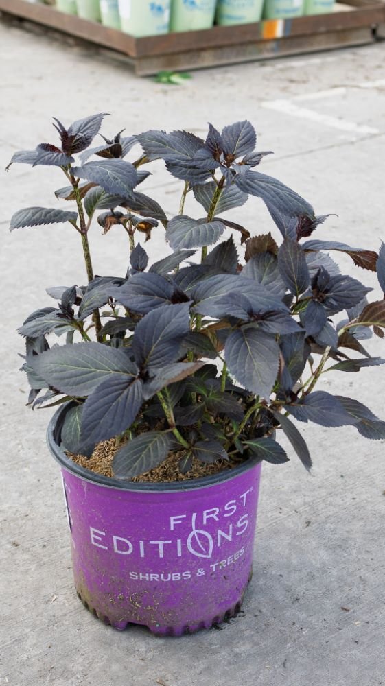 Eclipse® Bigleaf Hydrangea (Hydrangea macrophylla 'Eclipse') - QT