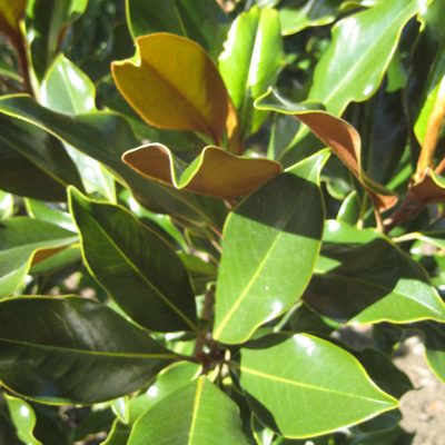 Edith Bogue Southern Magnolia (Magnolia grandiflora 'Edith Bogue') - 3 gallon 24"