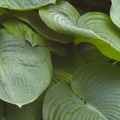 Elegans Plantain Lily (Hosta sieboldiana 'Elegans') - 1 gallon