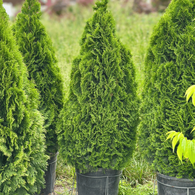 Emerald Green Arborvitae