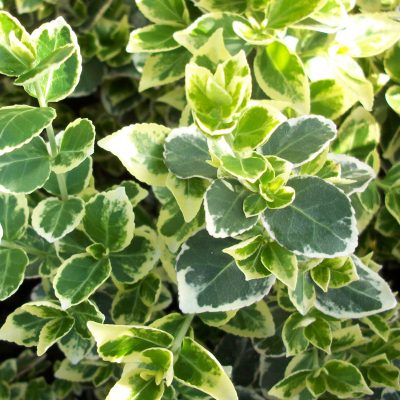 Emerald Gaiety™ Euonymus (Euonymus fortunei 'Emerald Gaiety') - 2 gallon 10"