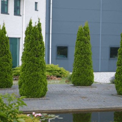 Emerald Green Arborvitae (Thuja occidentalis 'Smaragd') - 2 gallon 18"