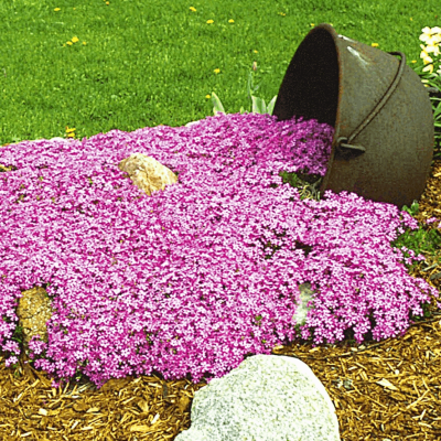 Emerald Pink Moss Phlox (Phlox subulata 'Emerald Pink') - QT