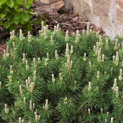 Enci Mugo Pine (Pinus mugo 'Enci') - 1 gallon 12"