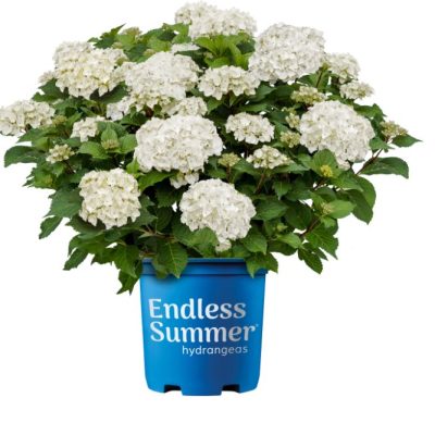 Endless Summer® Dreamcloud® Bigleaf Hydrangea (Hydrangea macrophylla Endless Summer Dreamcloud ('Bailmaceight')) - 2 gallon