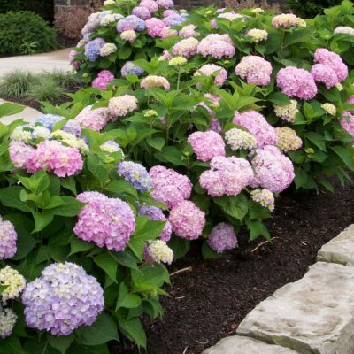 Endless Summer® The Original Hydrangea (Hydrangea macrophylla 'Bailmer') - 2 gallon