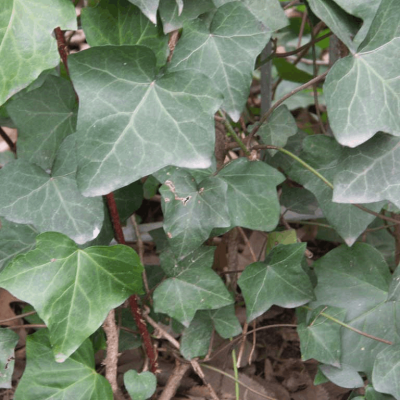 English Ivy (Hedera helix 'Hibernica') - 1 gallon