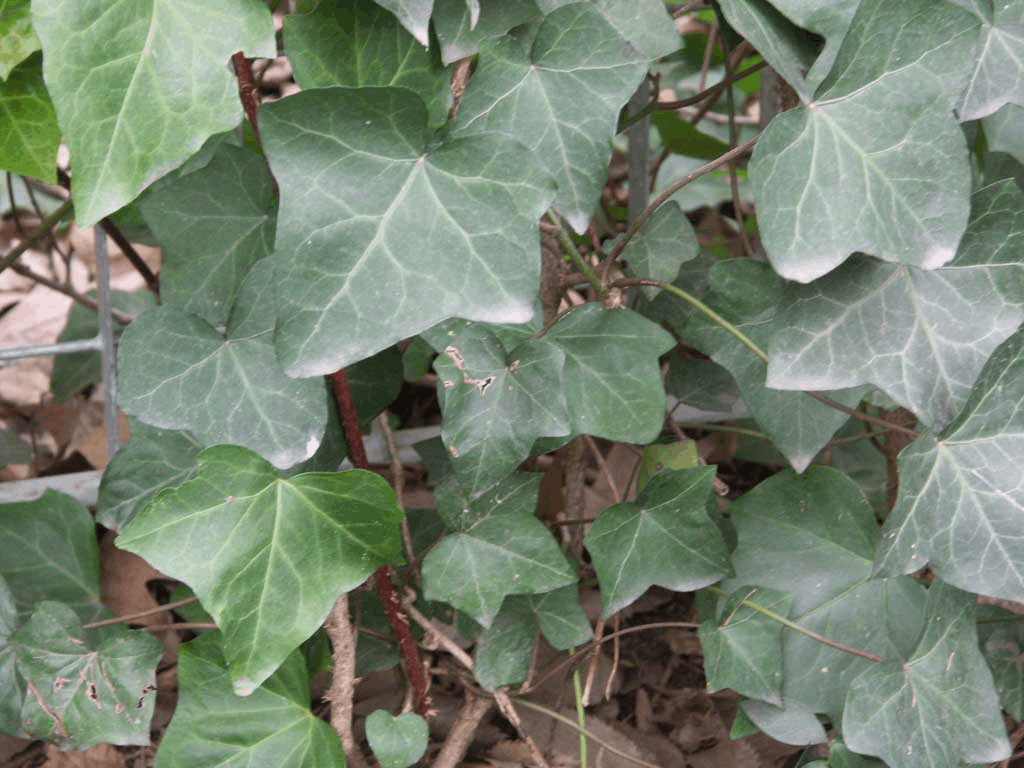 English Ivy (Hedera helix 'Hibernica') - QT