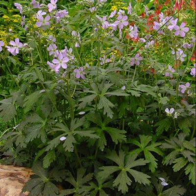 Espresso Cranesbill (Geranium M 'Espresso') - 1 gallon