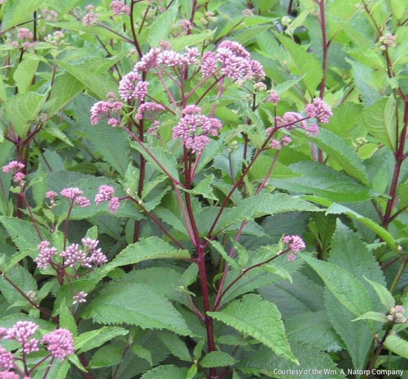 Eupatorium m. 'Gateway'